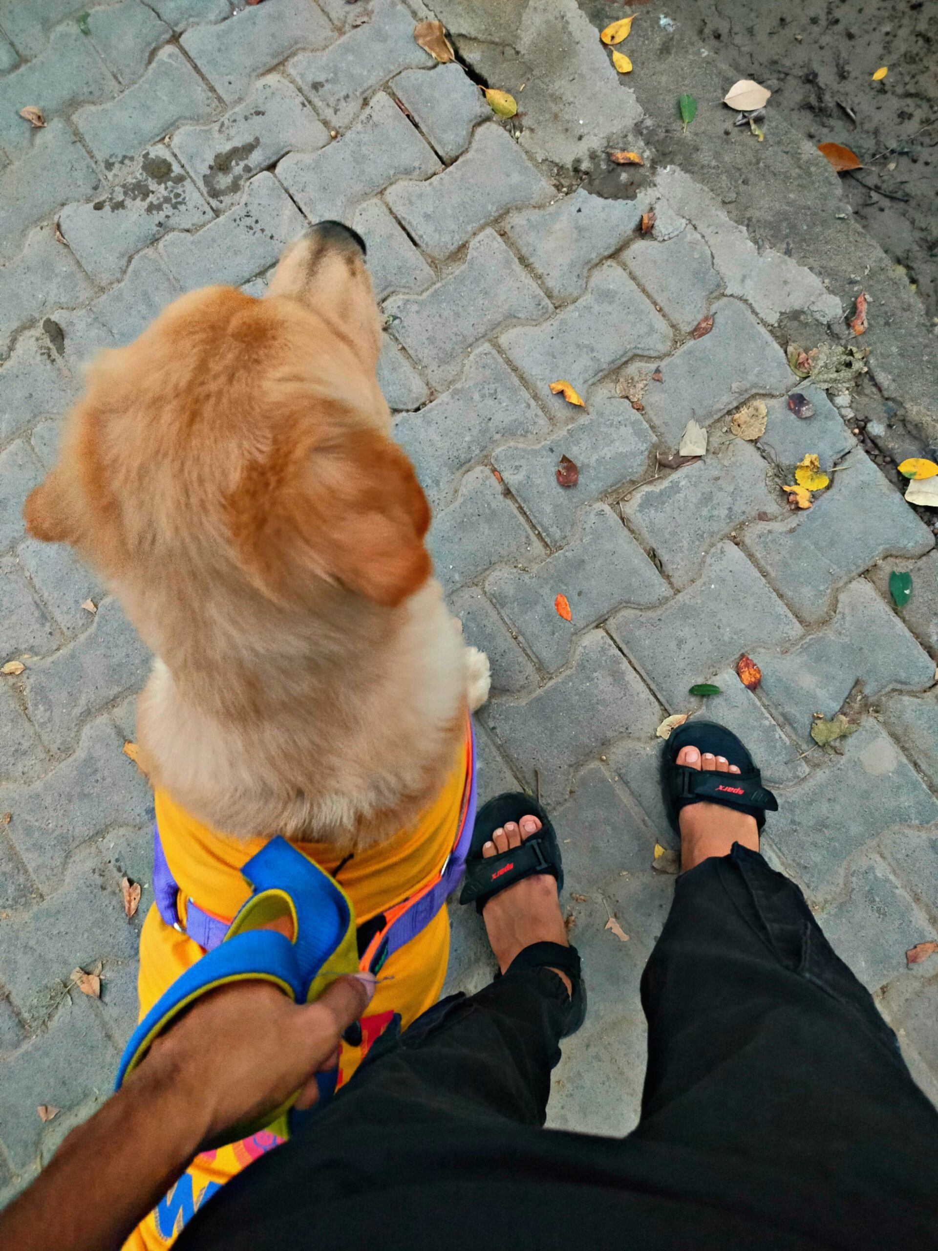 expert dog walking service kehav puram delhi