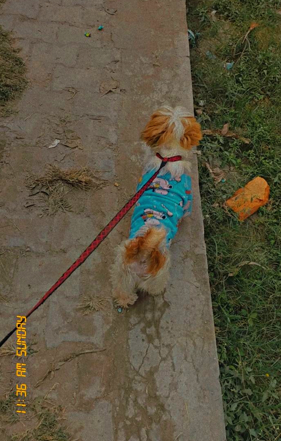 expert dog walking service pitampura delhi