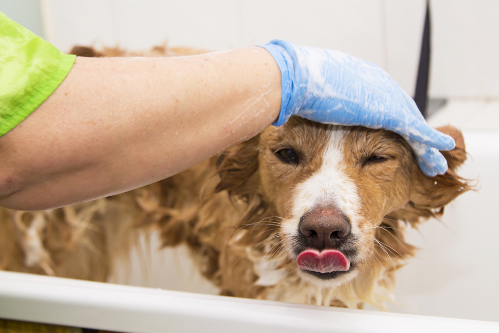 Top reasons to choose dog grooming in delhi for your pet